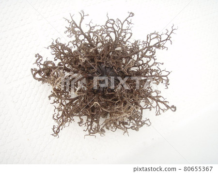 奇異的海洋生物“Euryalida(Euryalida,海藻藤蔓,白色背景)” 奇異的海洋生物“Euryalida(Euryalida,海藻藤蔓,白色背景)” 80655367