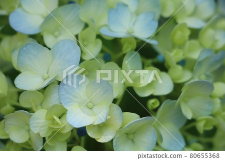 近距離觀賞繡球花 近距離觀賞繡球花 80655368