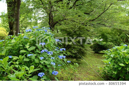 A landscape of hydrangea flowers that bloom refreshingly in the fresh green 80655394
