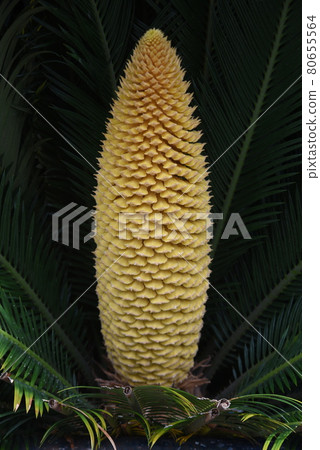 Strange male flowers 80655564
