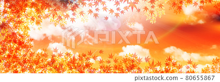  秋葉槭樹秋天背景 80655867