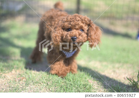 toy poodle toy poodle 80655927