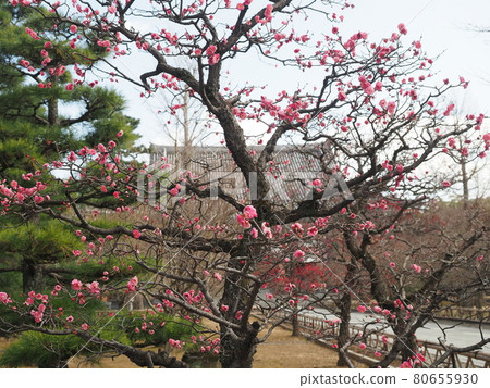 京都知社院梅花風光 80655930