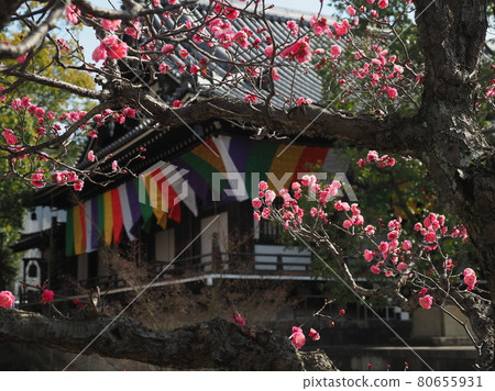 Plum scenery at Chishakuin Temple in Kyoto Plum scenery at Chishakuin Temple in Kyoto 80655931