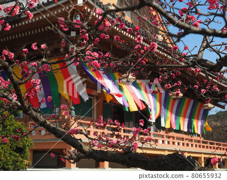 Plum scenery at Chishakuin Temple in Kyoto 80655932