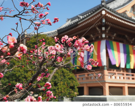 Plum scenery at Chishakuin Temple in Kyoto 80655934
