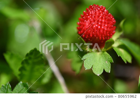 Green leaves contrasting with the bright red fruits of Potentilla indica 80655962