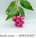 Lilly Pilly called Riberry 80656407