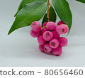 Lilly Pilly called Riberry 80656460