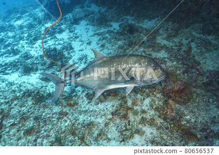 Rowiniaji Rowiniaji 80656537