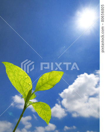 Shoot and blue sky 80656805