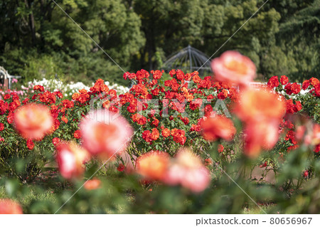 Autumn Rose Garden Autumn Rose Garden 80656967