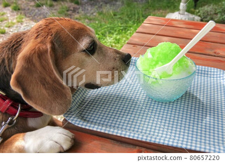 Beagle dog who wants to eat shaved ice 80657220