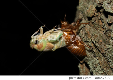 Cicadas emerging Cicadas emerging 80657609