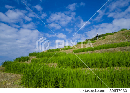 能登/白米千舞田 能登/白米千舞田 80657680