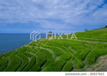 能登/白米千舞田 能登/白米千舞田 80657681