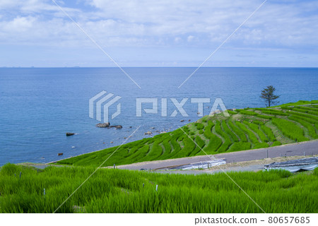 能登/白米千舞田 能登/白米千舞田 80657685