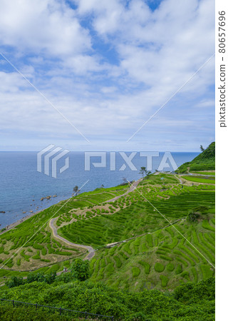 能登/白米千舞田 80657696