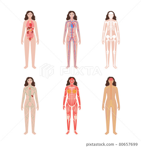 Human body systems Human body systems 80657699