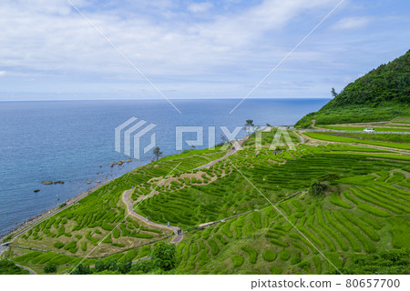 能登/白米千舞田 能登/白米千舞田 80657700