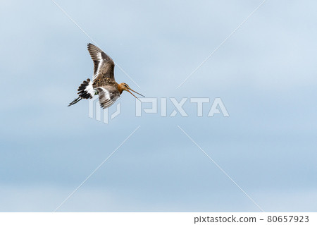 black tailed godwit 80657923