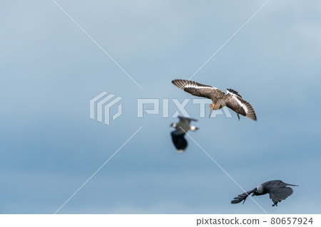 black tailed godwit 80657924