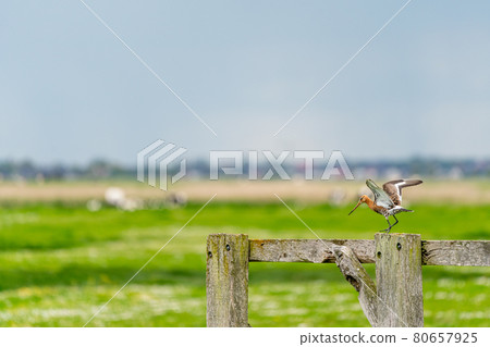 black tailed godwit 80657925