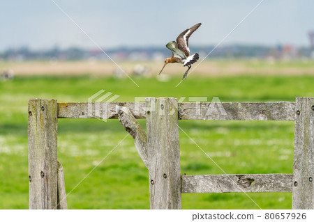 black tailed godwit black tailed godwit 80657926