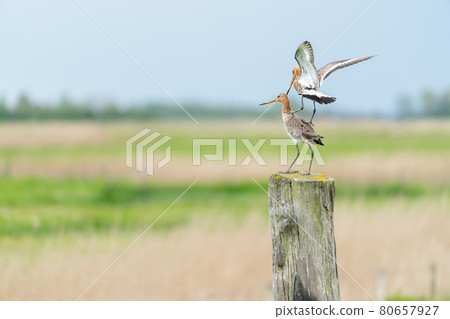 black tailed godwit 80657927