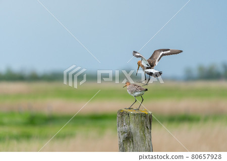 black tailed godwit black tailed godwit 80657928