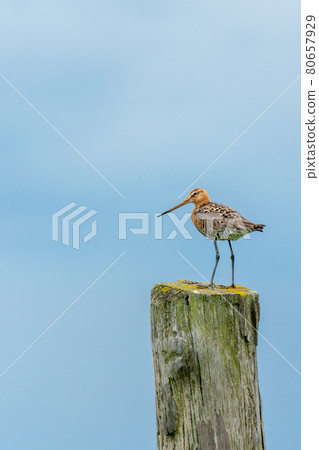 black tailed godwit black tailed godwit 80657929