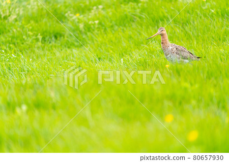 black tailed godwit black tailed godwit 80657930
