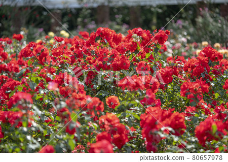A rose garden 80657978
