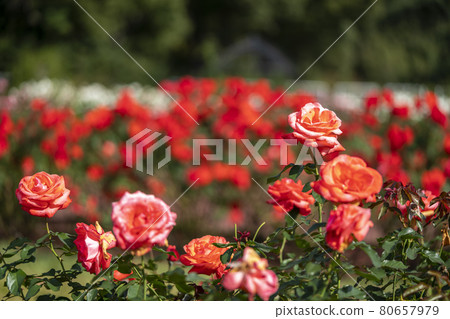 A rose garden A rose garden 80657979