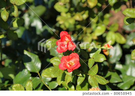 Rose flowers Princess Michiko Rose flowers Princess Michiko 80658945