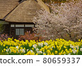 Thatched roof, daffodils and cherry blossoms 80659337