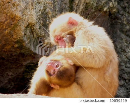 Parent and child of monkeys hairing 80659339