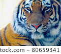 Tiger's face 80659341