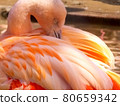 Flamingo  80659342