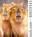 Capybara cuddling up 80659343
