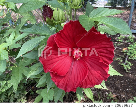 它是七月在路邊盛開的一朵紅色普通芙蓉花。 80659657