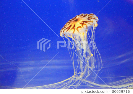 umbrella jellyfish animal