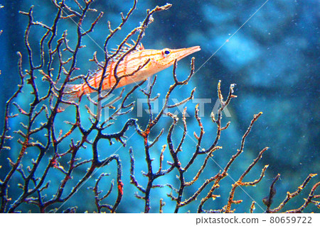基於珊瑚的長鼻鷹魚 80659722