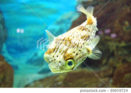 Harisenbon swimming gracefully facing left 80659724