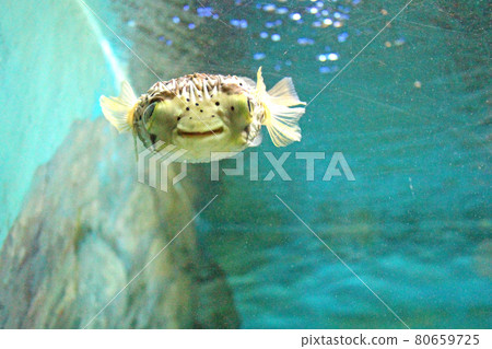 Front of porcupinefish Front of porcupinefish 80659725
