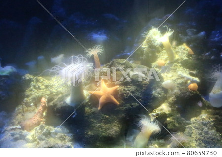 珊瑚礁與夢幻般的海星 珊瑚礁與夢幻般的海星 80659730