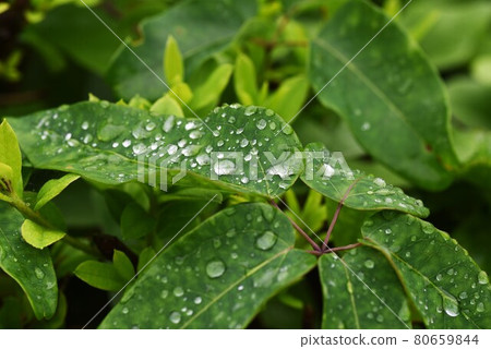 Background material photo of the season during the rainy season. Water drops after rain 80659844