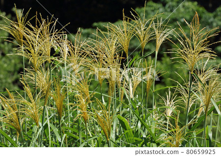 Miscanthus sinensis-National Highway No. 252 Tagokura Rest Area, Tadami Town, Fukushima Prefecture 80659925