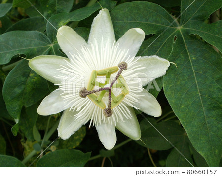 White watch 80660157