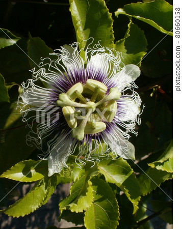 Purple passionflower 80660158